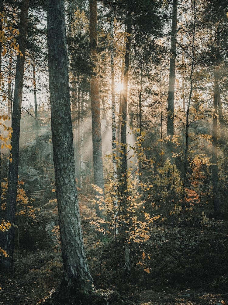 Sun Peeking Through Forest