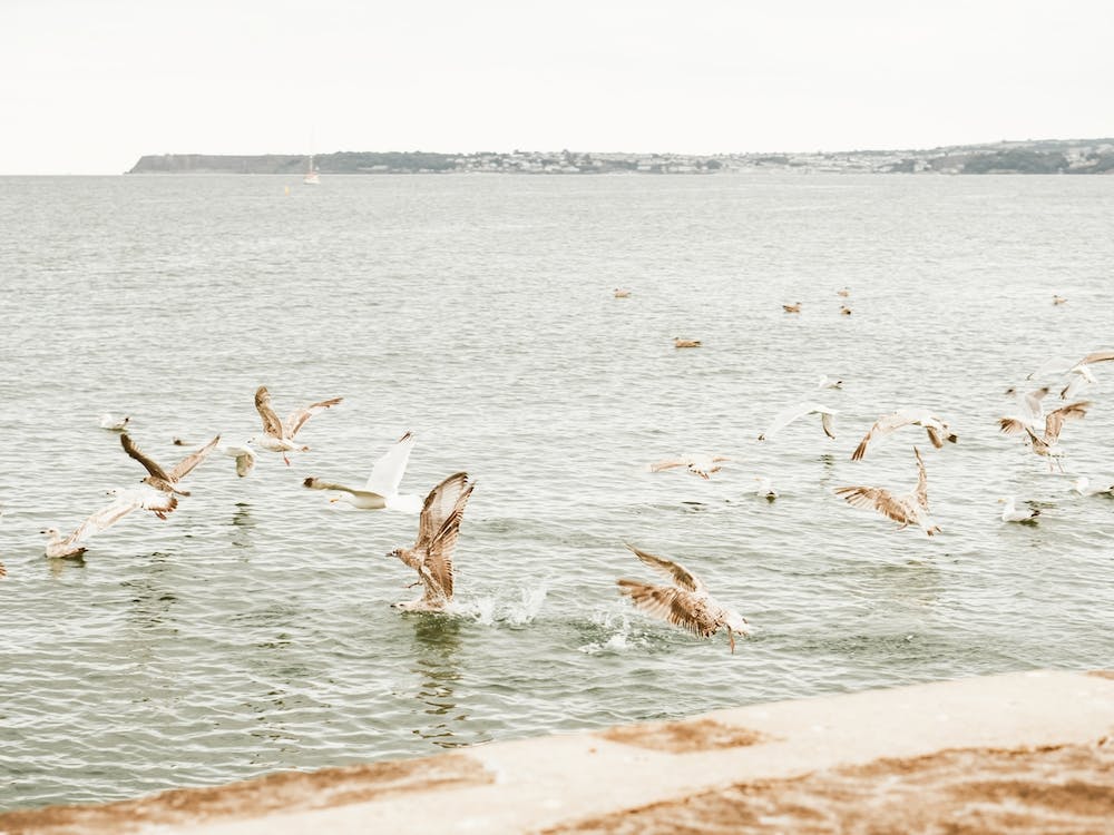 Seagulls Flying Over Beach