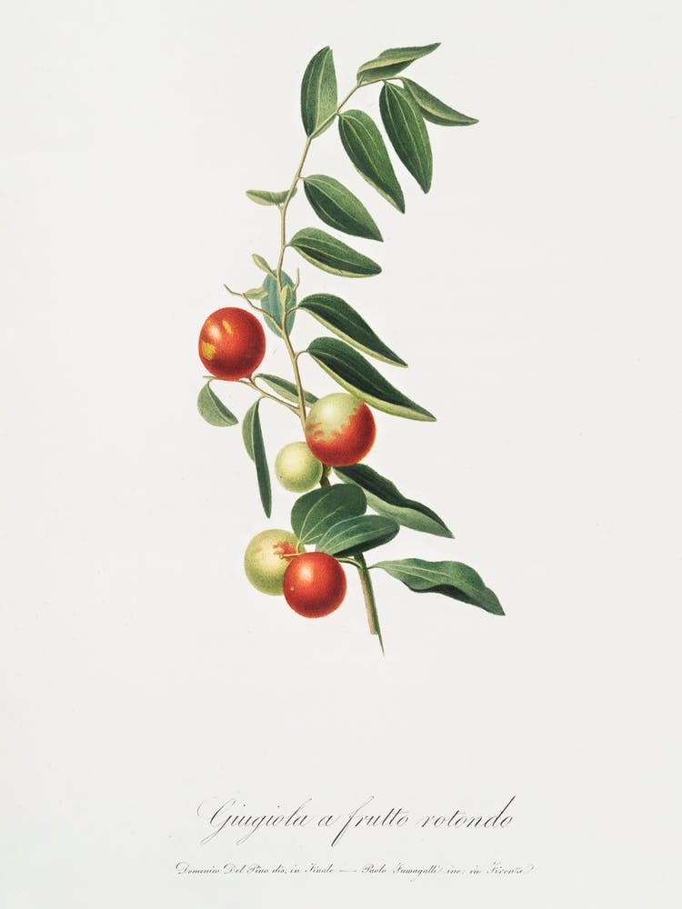Chinese Jujube (Zizphus Vulgaris) From Pomona Italiana (1817 - 1839), Giorgio Gallesio