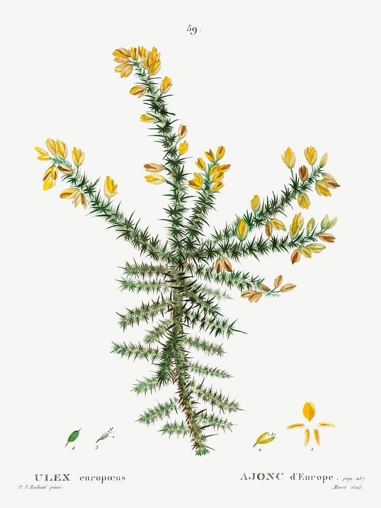 Gorse, Pierre Joseph Redoute