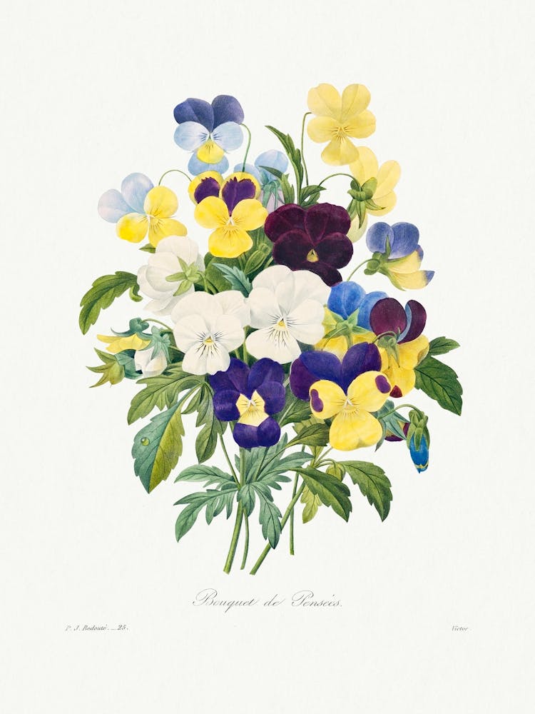 Pansy Bouquet From Choix Des Plus Belles Fleurs (1827), Pierre Joseph Redoute