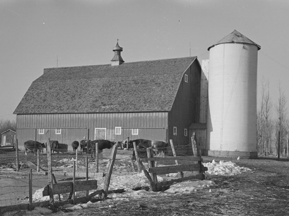 Farmyard, Silo, Barn And Herd Of Cattle On G H West S Farm Near Estherville, Iowa, This Farm Is Owner Operated By