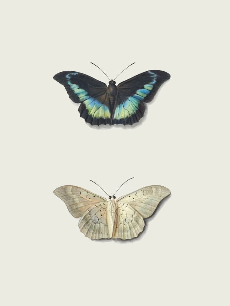 Butterflies Farmhouse