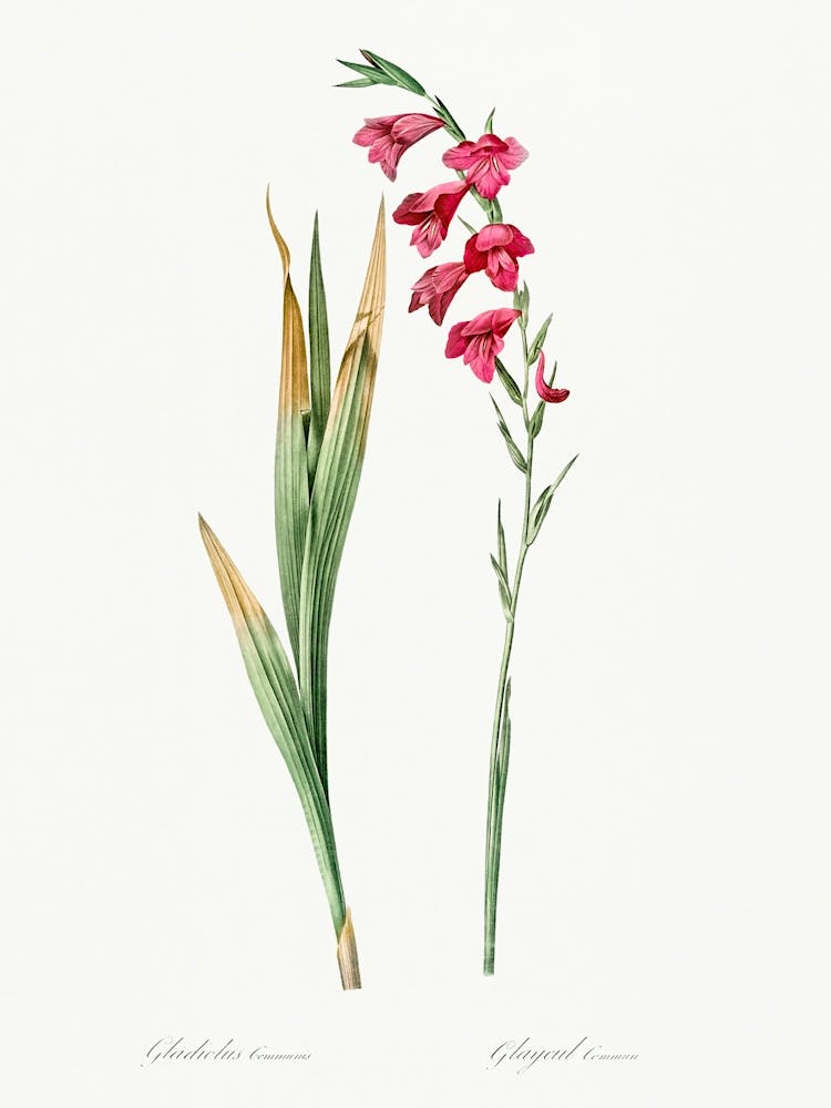 Eastern Gladiolus Illustration From Les Liliacées (1805), Pierre Joseph Redoute