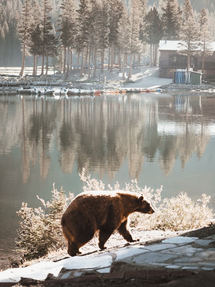 Lake Tahoe Bear