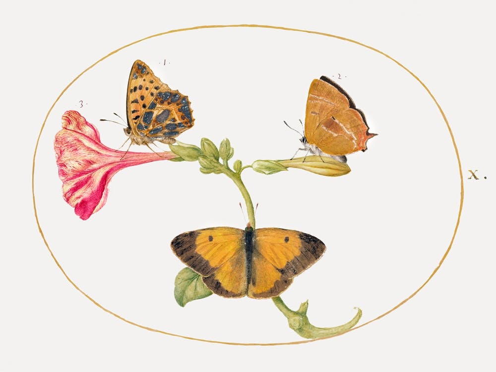 Brown Hairstreak, Silver Washed Fritillary And Clouded Yellow Butterflies On A Four O Clock Flower (1575–1580), Joris Hoefnagel