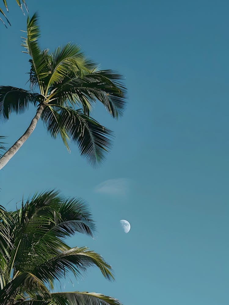 Palm Trees In The Sky 3