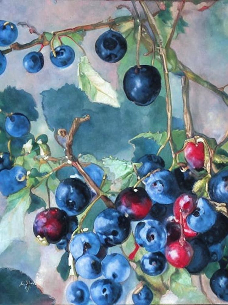 Blackcurrant Classic Fruit