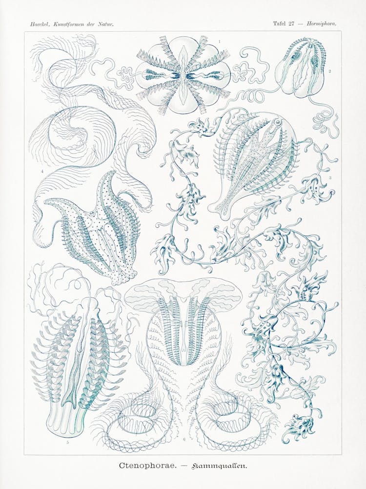 Vintage Jellyfish Diagram; Ernst Haeckel