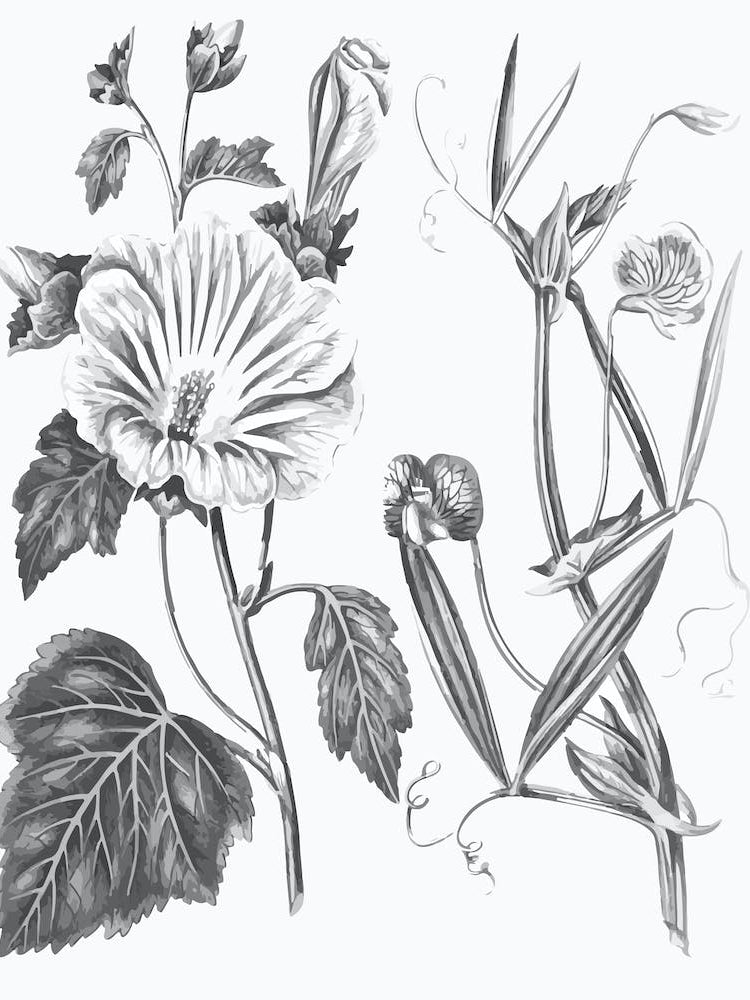 Annual Lavatera Blue Lathyrus Line