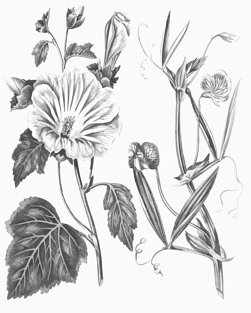 Annual Lavatera Blue Lathyrus Line