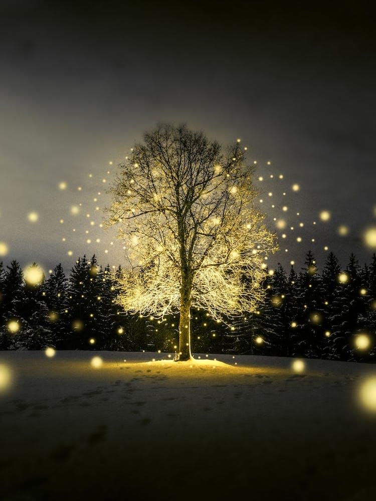 Fairy Lights On A Tree
