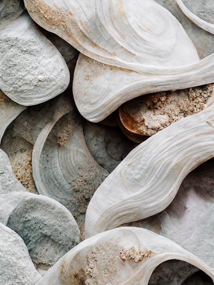Sea Shell Detail No 4