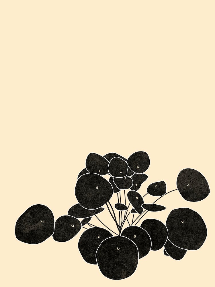 Chinese Money Plant