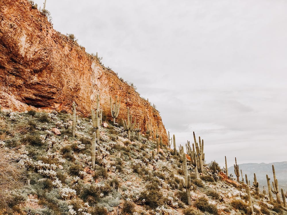 Arizona Desert Cactus