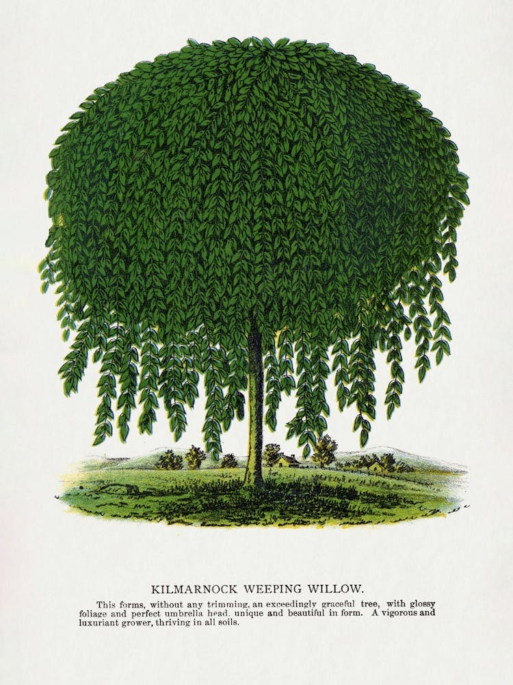 Vintage Botanical Weeping Willow Tree Lithograph _2697918