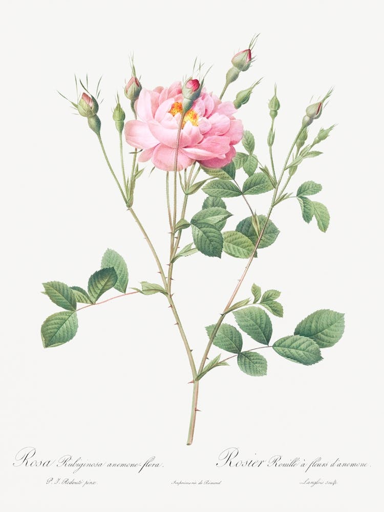 Anemone Flowered Sweetbriar, Pierre Joseph Redoute