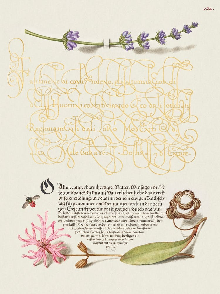 Hyssop, Insect, And Cuckoo Flower From Mira Calligraphiae Monumenta, Joris Hoefnagel