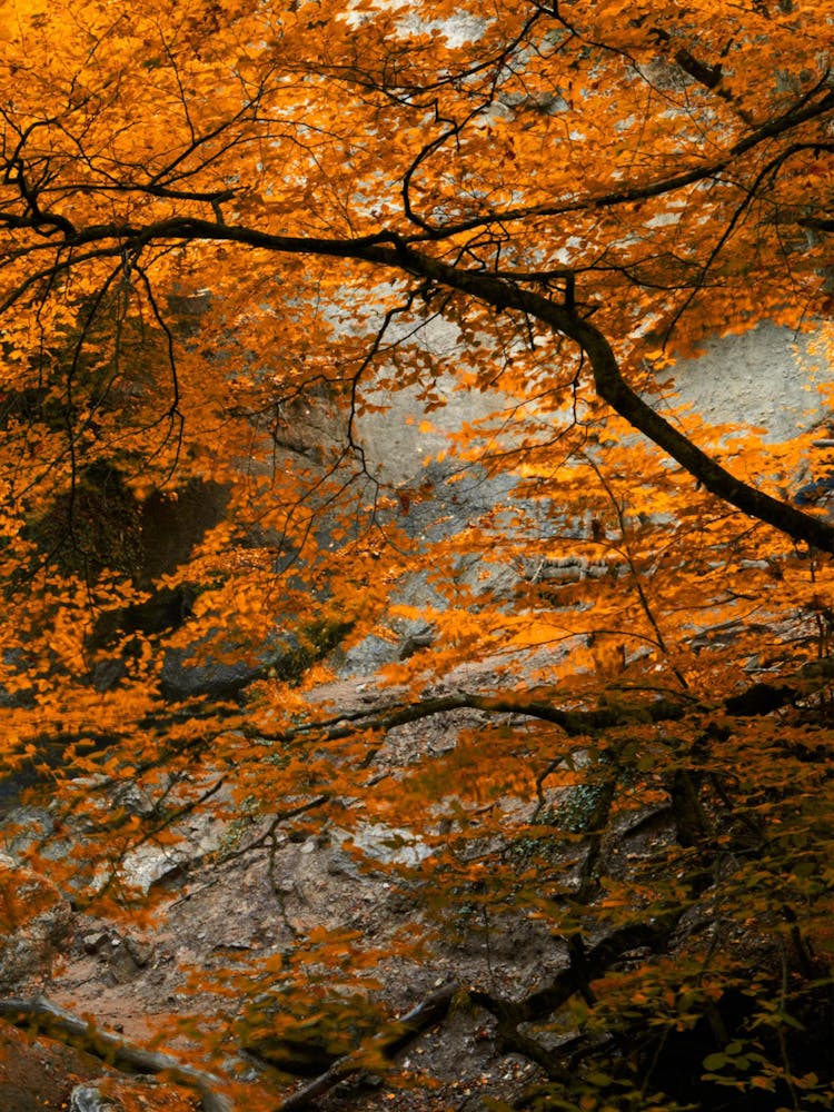 Herbstblätter In Einem Wald
