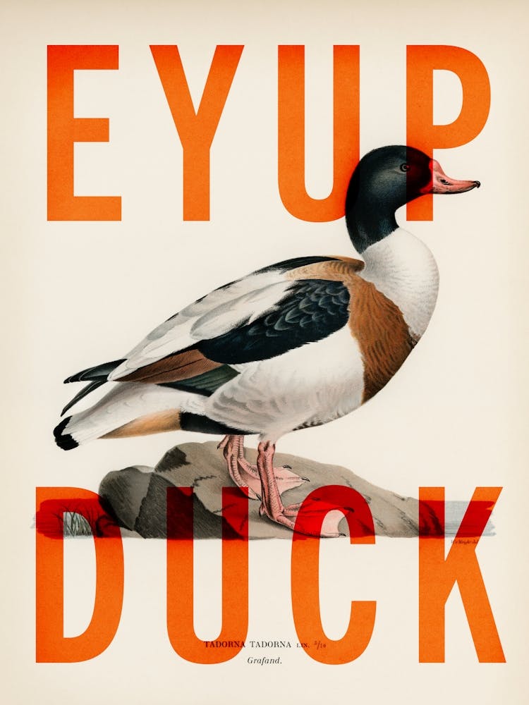 Eyup Duck - Funny Northern Yorkshire Quote