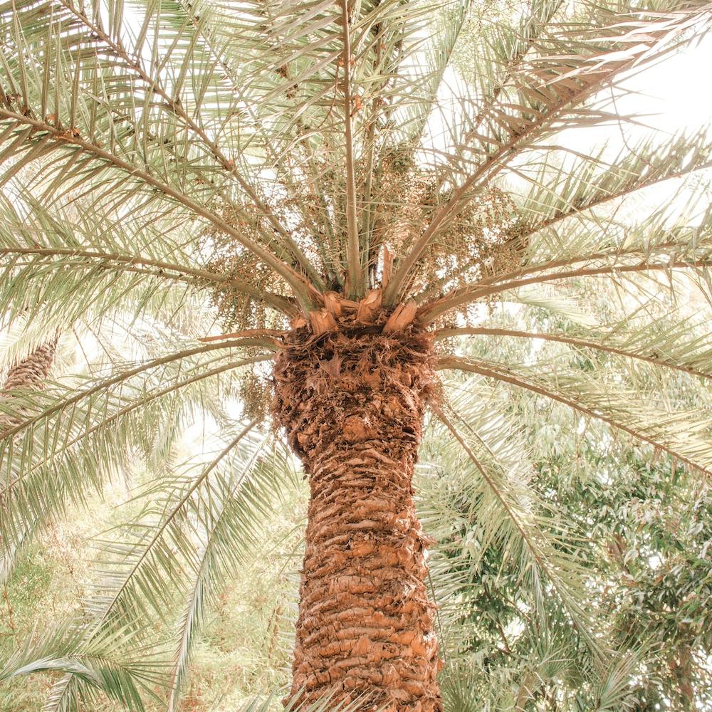 Tropical Palm Tree Square