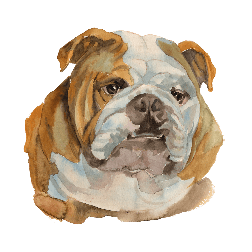 The English Bulldog