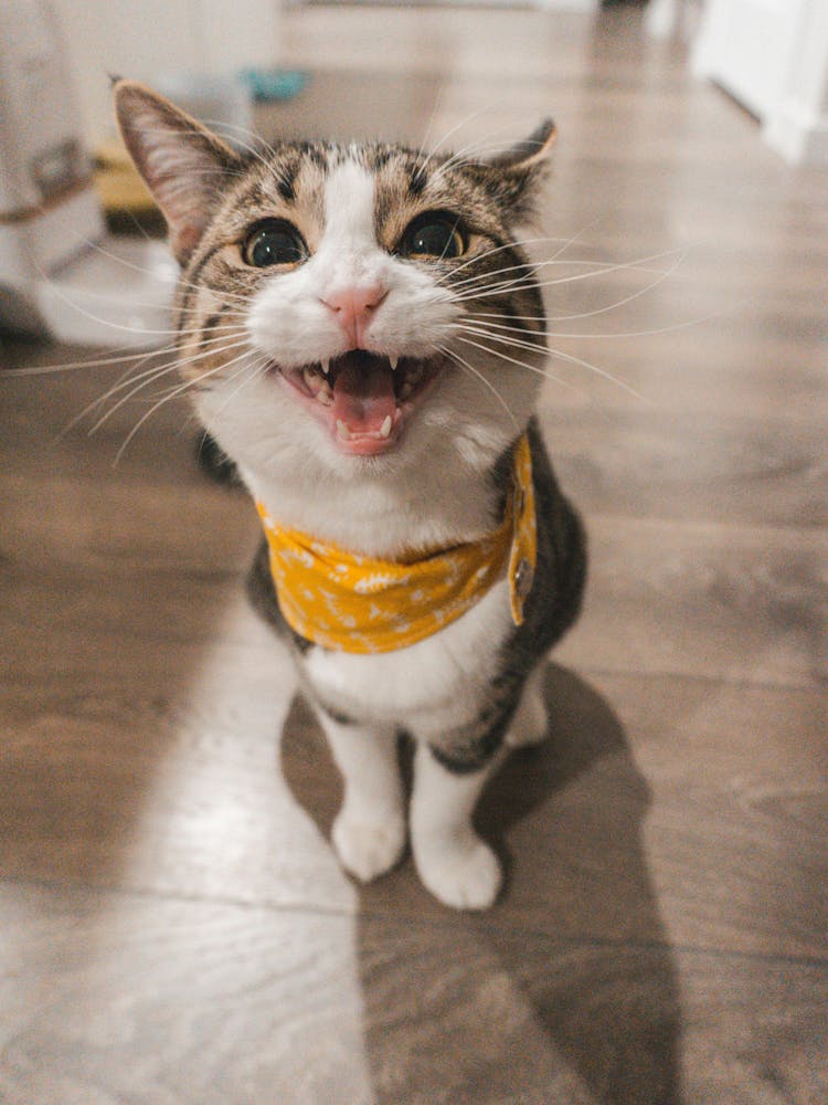 Cat With A Bandana