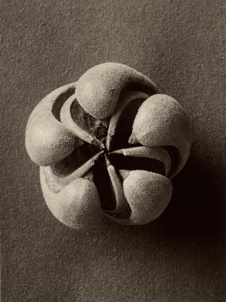 Blumenbachia Hieronymi (Loasaceae), Karl Blossfeldt 1