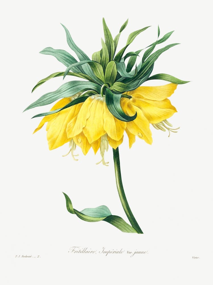 Kaiser's Crown, Pierre Joseph Redouté