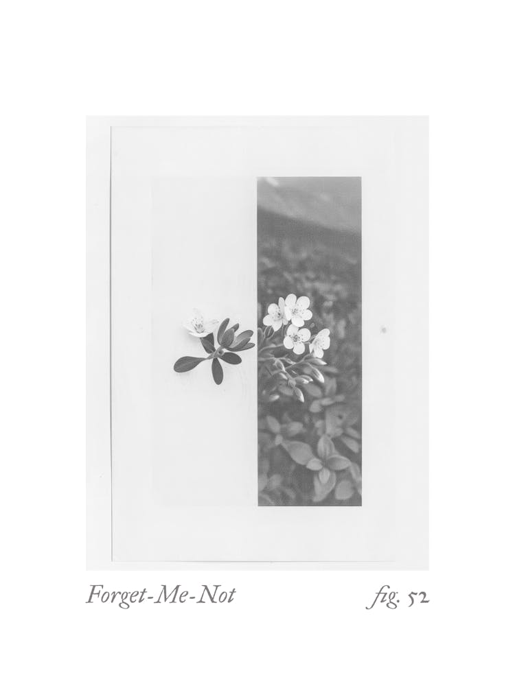 Forget Me Not Botanical Collage 2