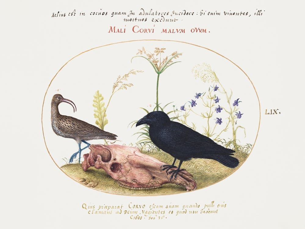 Curlew And Crow With Horse Skull (1575–1580), Joris Hoefnagel