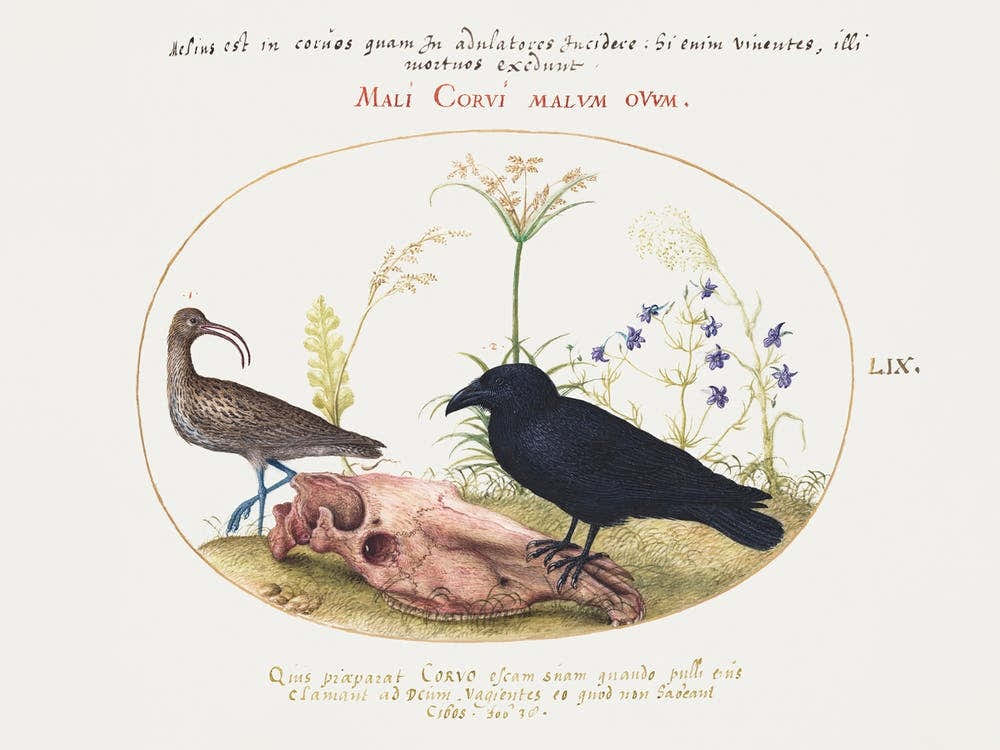 Curlew And Crow With Horse Skull (1575–1580), Joris Hoefnagel