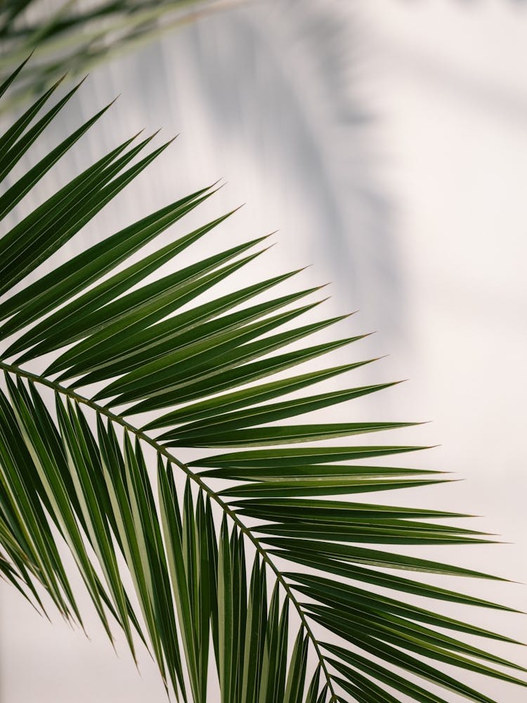 Shadows of Palm