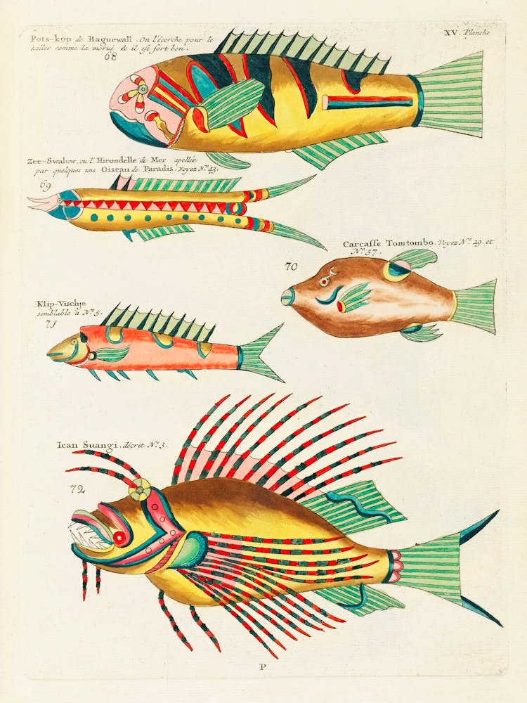 Colourful And Surreal Illustrations Of Fishes Found In Moluccas (Indonesia) And The East Indies, Louis Renard(7)