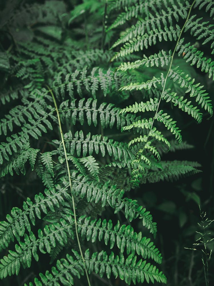 Ferns II
