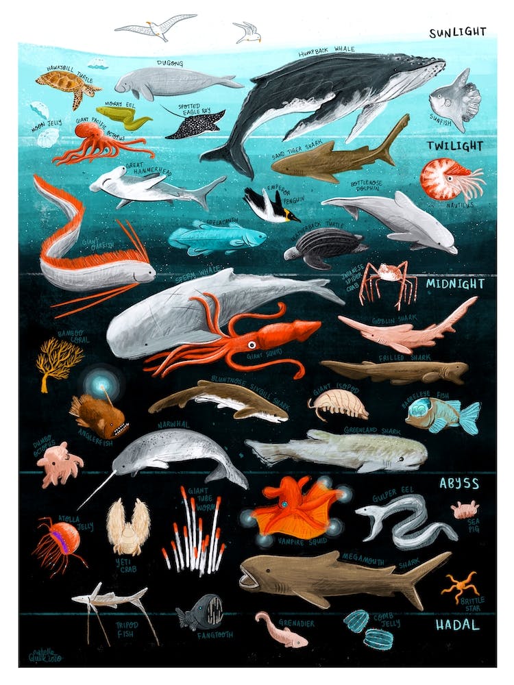 Ocean Zones