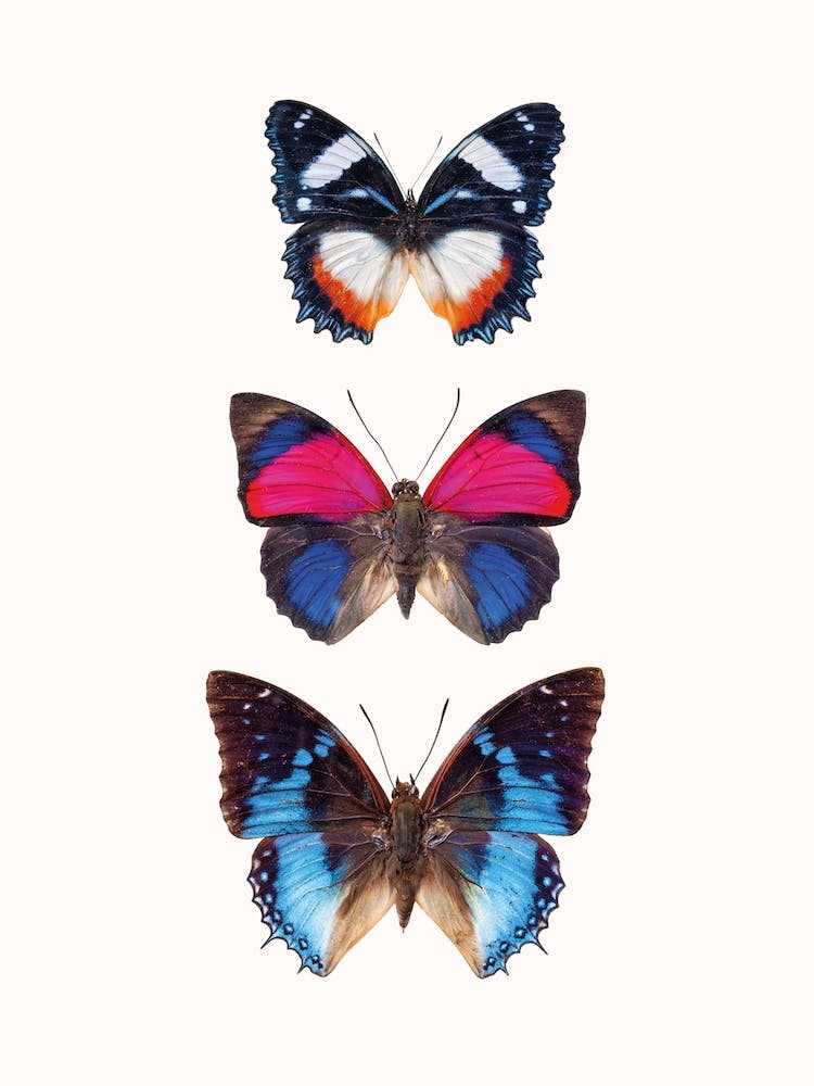 Butterflies III