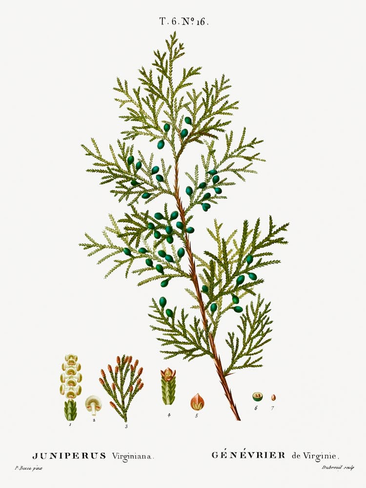 Virginian Juniper, Pierre Joseph Redoute