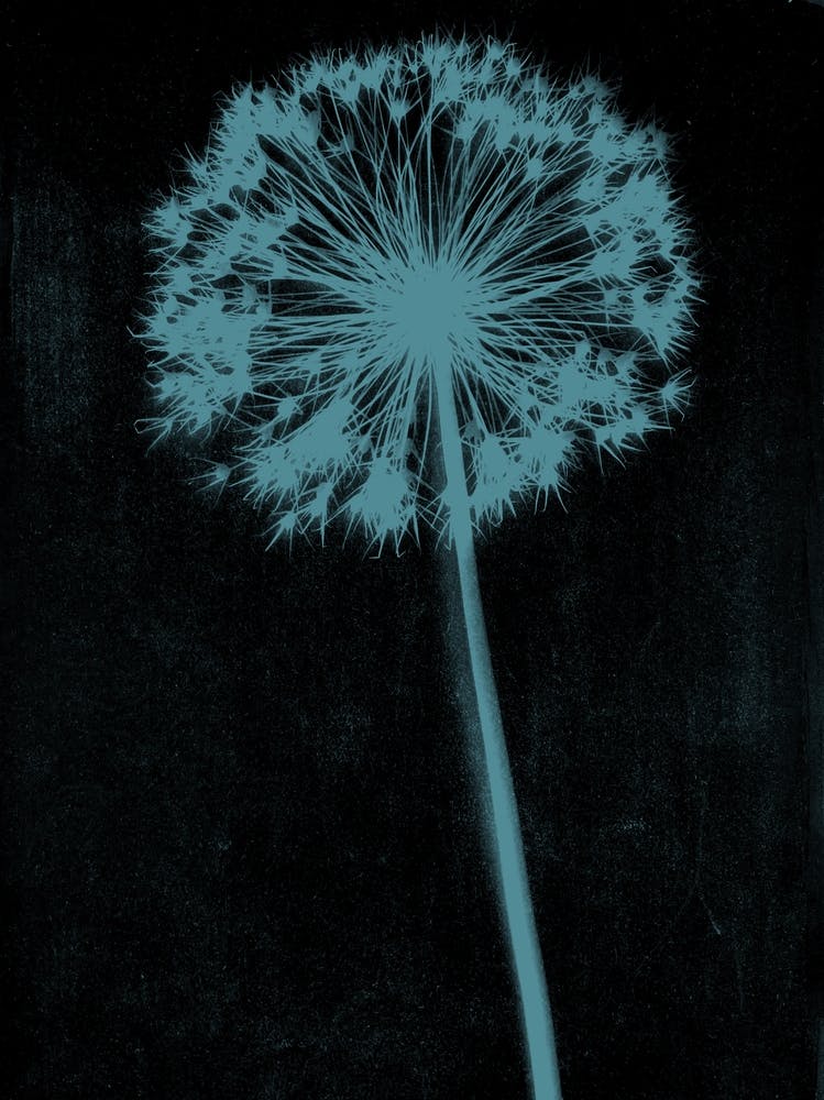 Black teal single allium