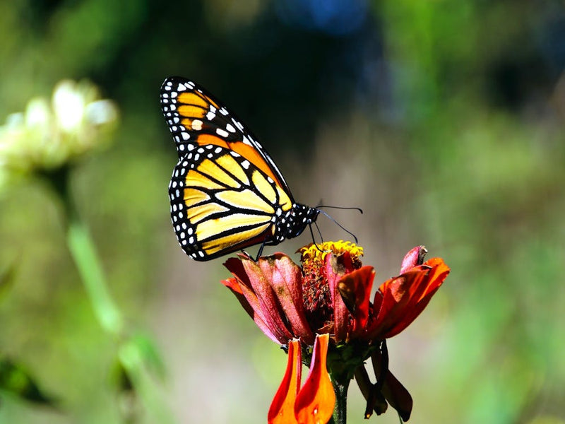 Monarch