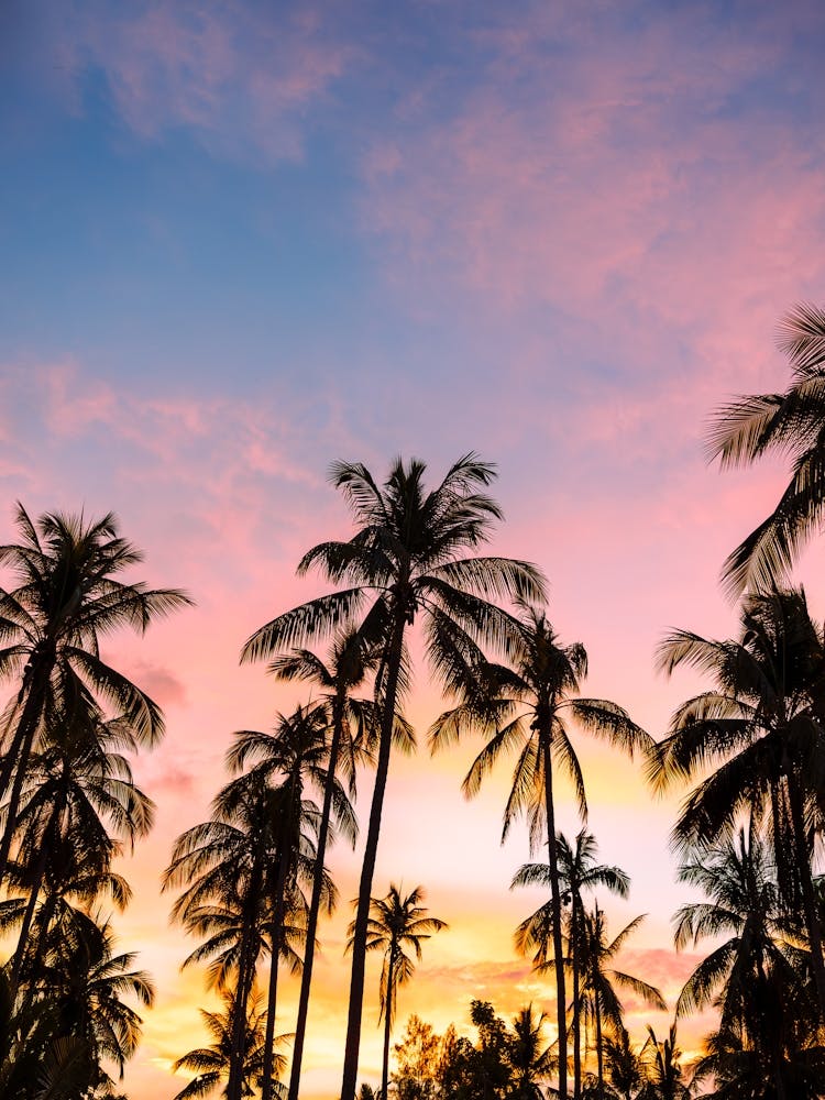 Sunset over palm trees | Pastel colors | Koh Samui 1