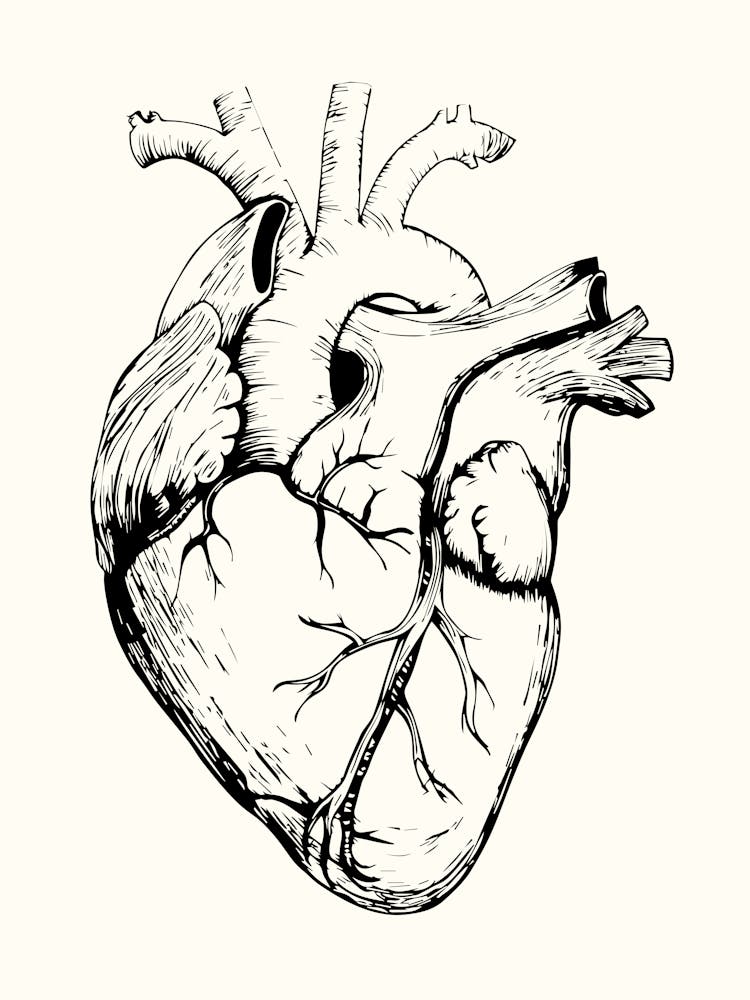 Human Heart Monoline Hand Drawing Aesthetic Illustration
