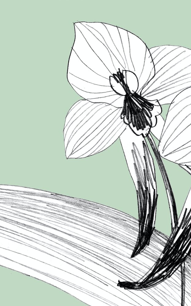 Expressive Orchids 3