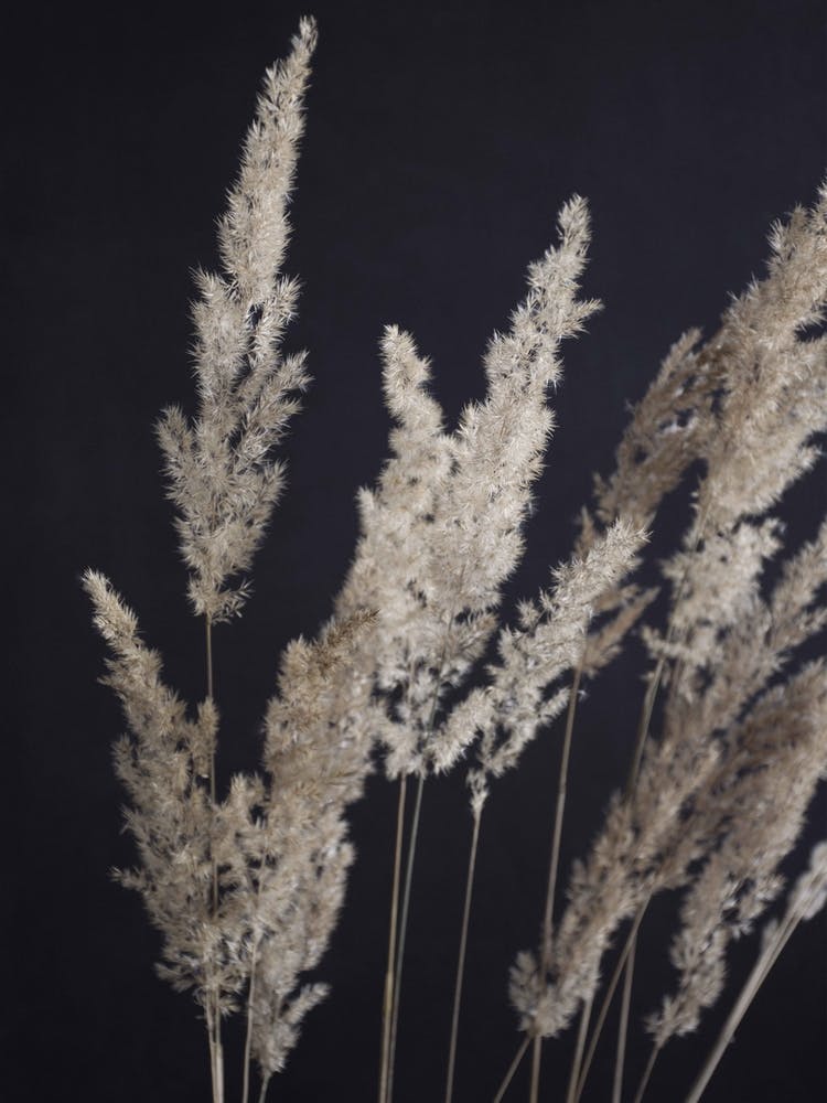 Perfect Pampas In The Dark