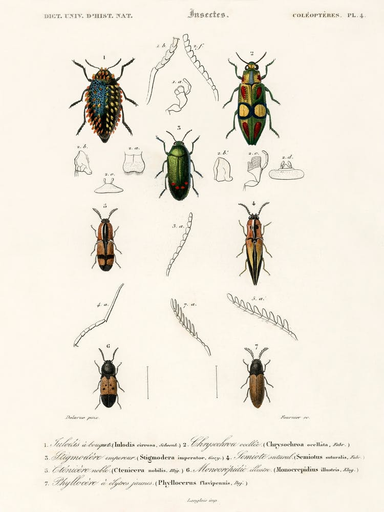 Différents types de coléoptères, Charles Dessalines D'Orbigny 10