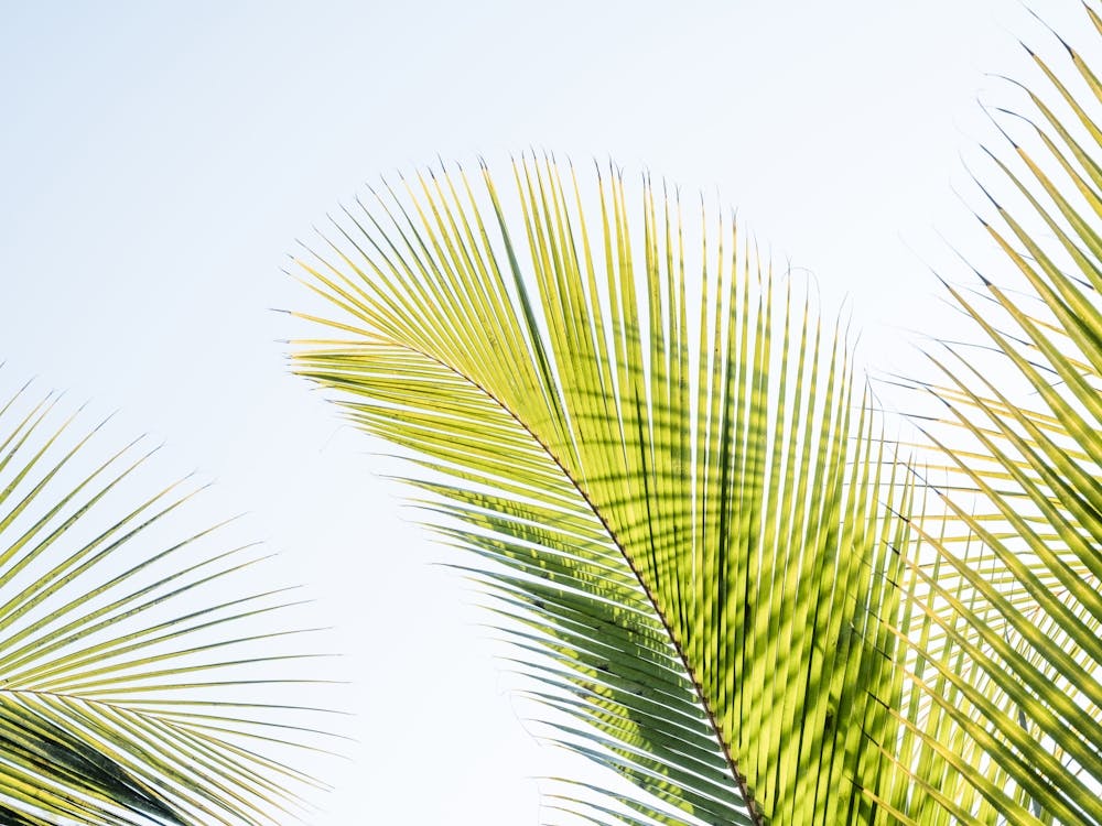 Green Palm Leaves Against A Blue Sky