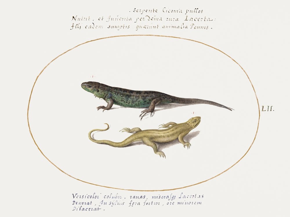 Two Lizards (1575–1580), Joris Hoefnagel