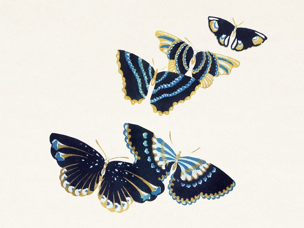 Vintage Butterfly, Cho Senshu (6)