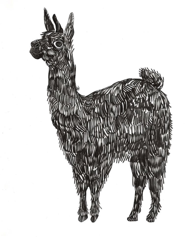 B&W Llama