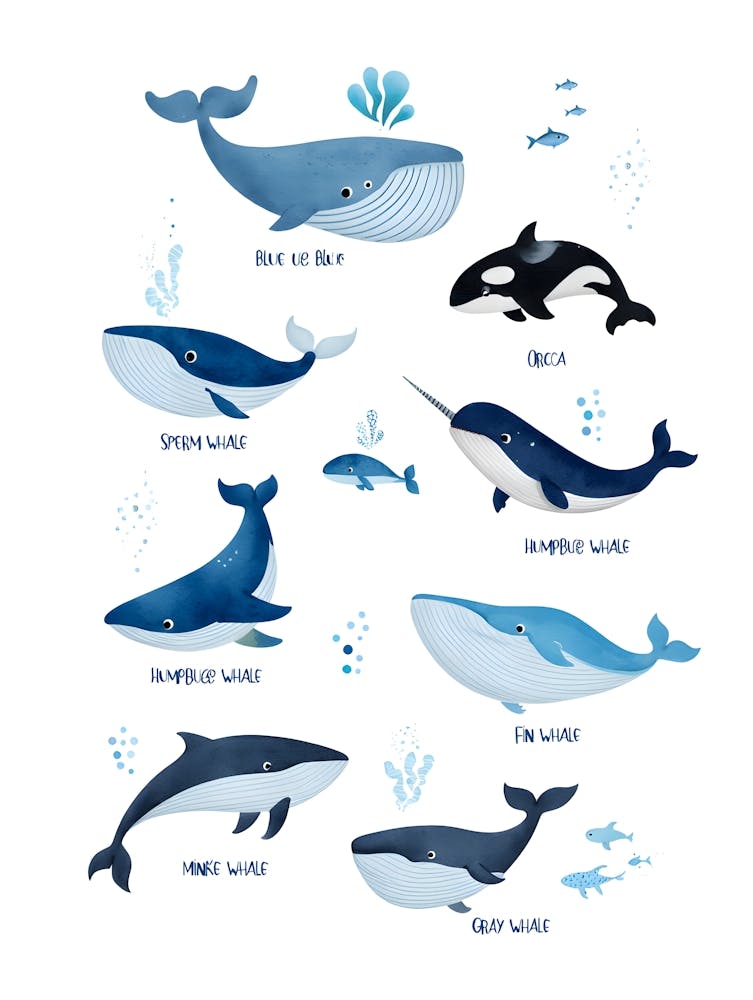 Adorable Whale: A Colorful Guide to Ocean Giants